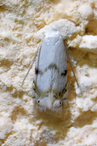 Réf. 333 139 : Pseudopostega crepusculella